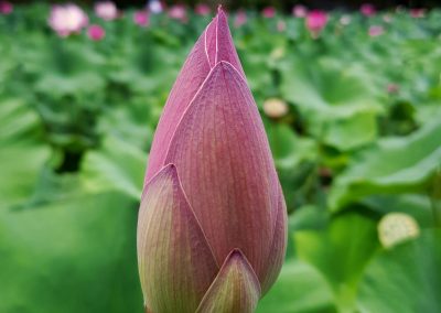 Baile Felix - OralArtStudio